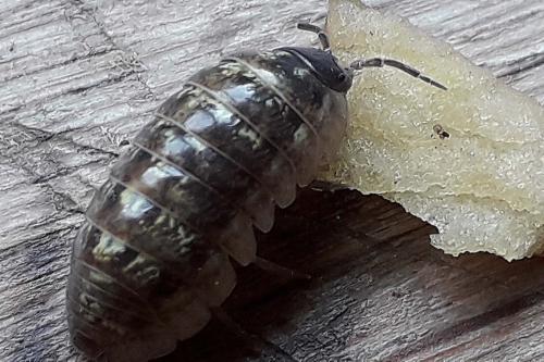 Réf. 327 482 : Armadillidium vulgare